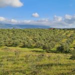 Réservez vos vacances de rêve en Corse au Domaine Alicia : séjournez dans la Villa A Sulana !